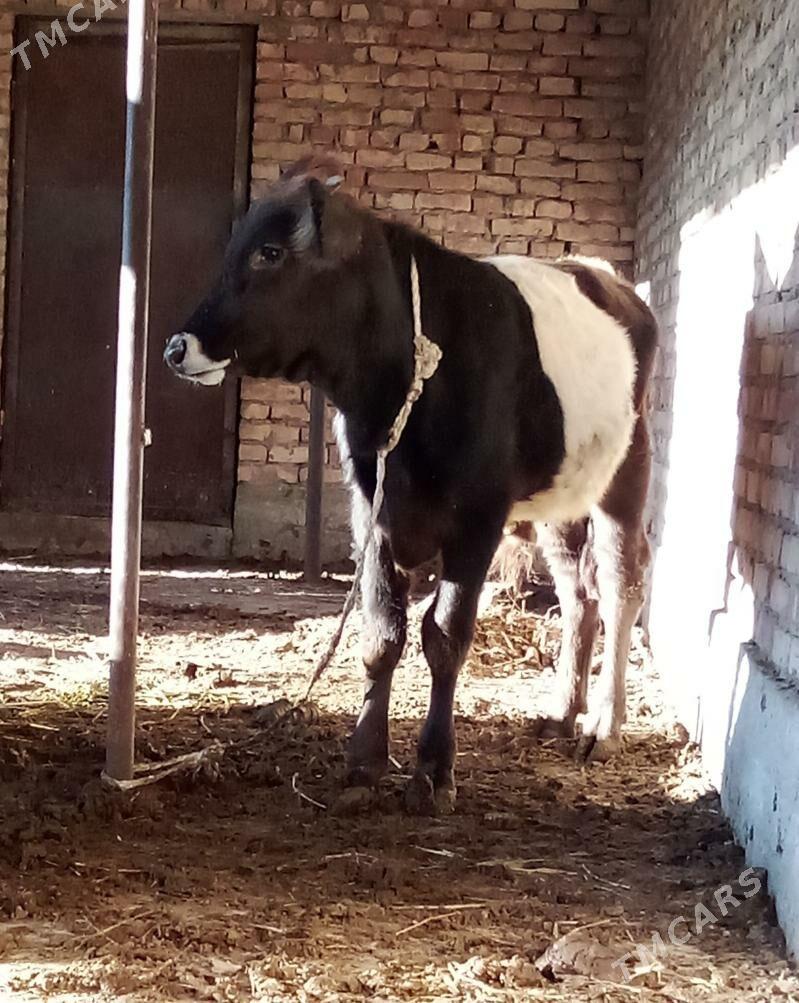 Tohum Öküz Gibrit 9 aýlyk - Gökdepe - img 2