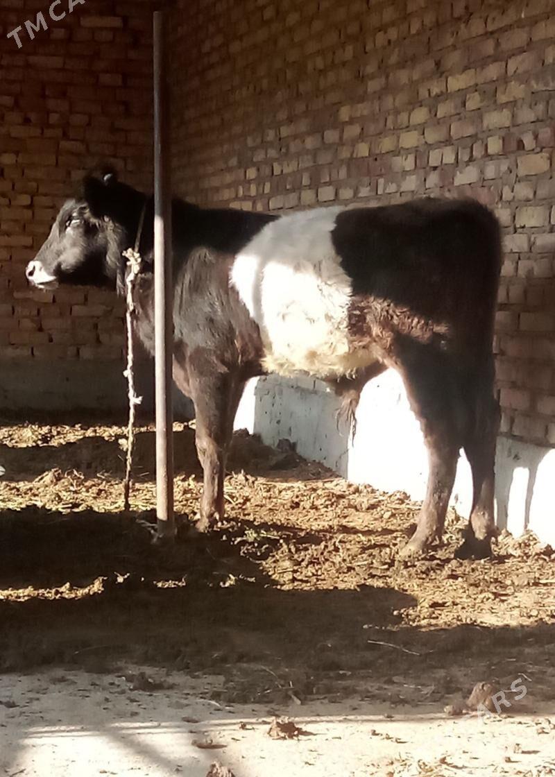 Tohum Öküz Gibrit 9 aýlyk - Gökdepe - img 3