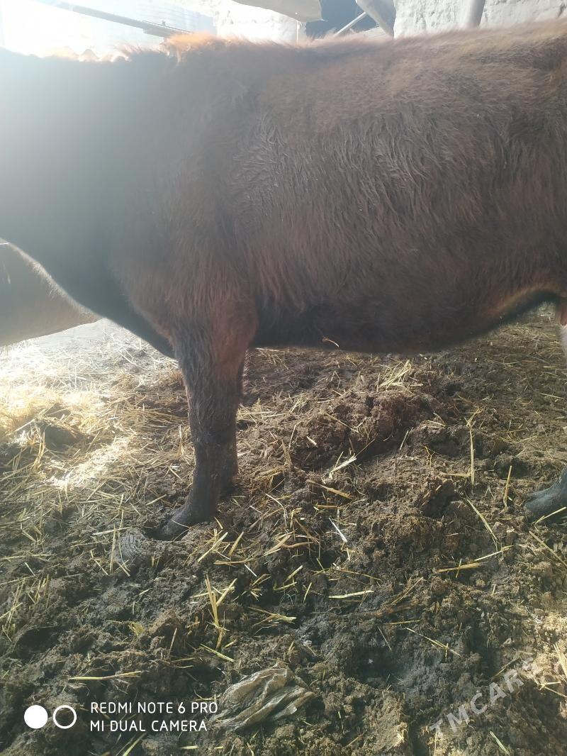 сыгырлар - Чарджоу - img 1