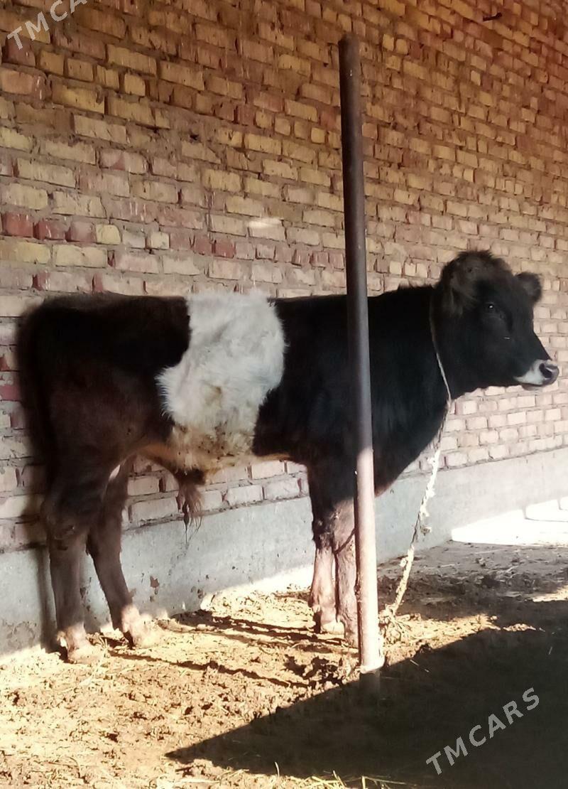 Tohum Öküz Gibrit 9 aýlyk - Gökdepe - img 1