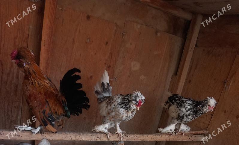 troyka karliklar - Saýat - img 6