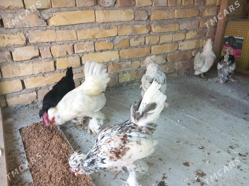 troyka karliklar - Saýat - img 4