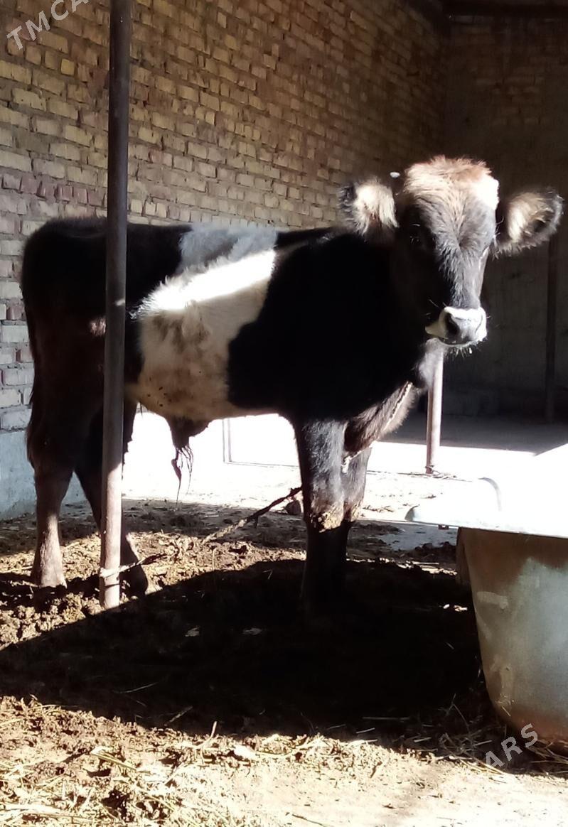 Tohum Öküz Gibrit 9 aýlyk - Gökdepe - img 10