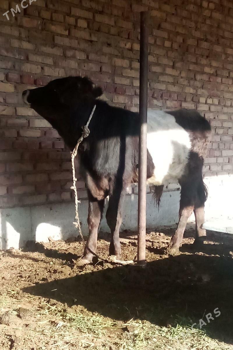 Tohum Öküz Gibrit 9 aýlyk - Gökdepe - img 8