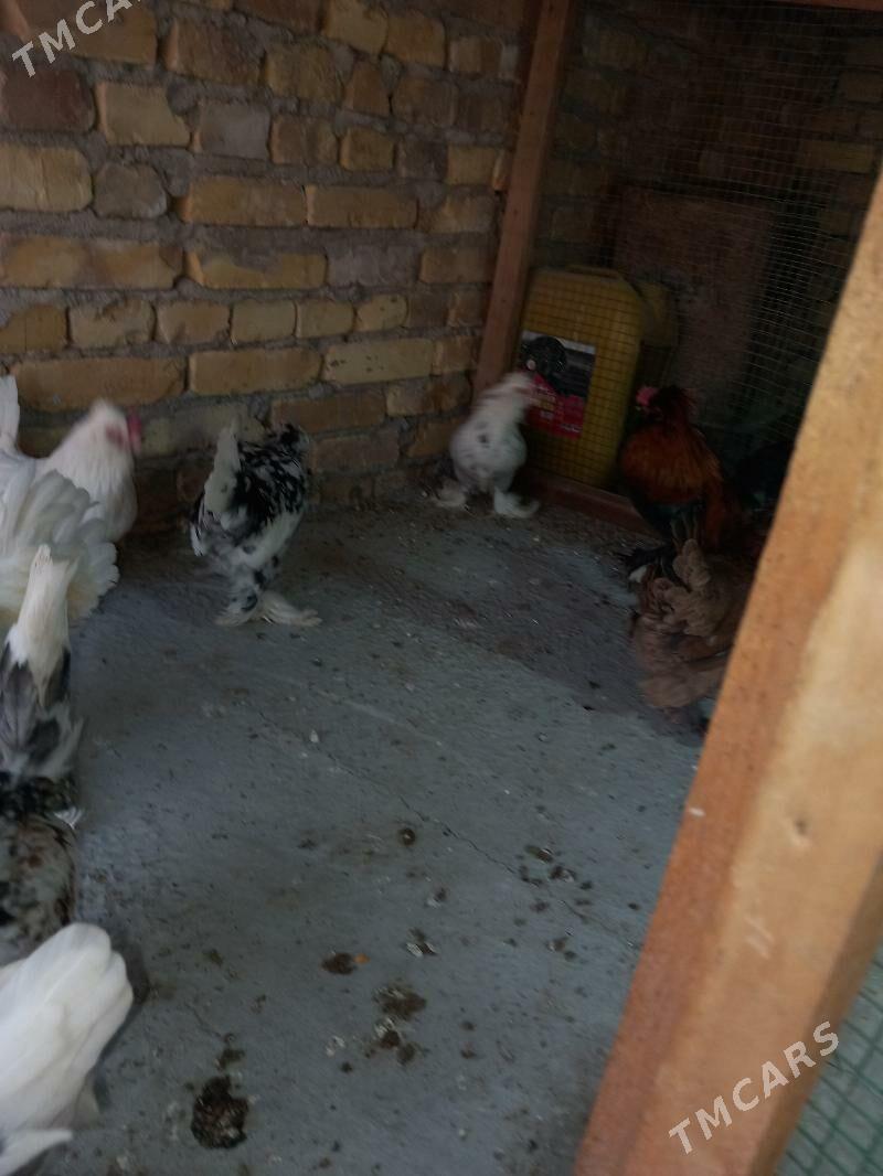 troyka karliklar - Saýat - img 7