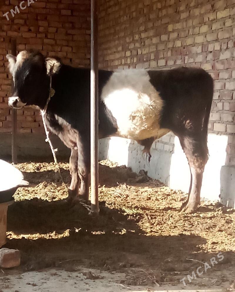 Tohum Öküz Gibrit 9 aýlyk - Gökdepe - img 4