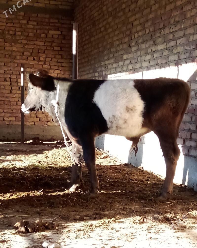 Tohum Öküz Gibrit 9 aýlyk - Gökdepe - img 6