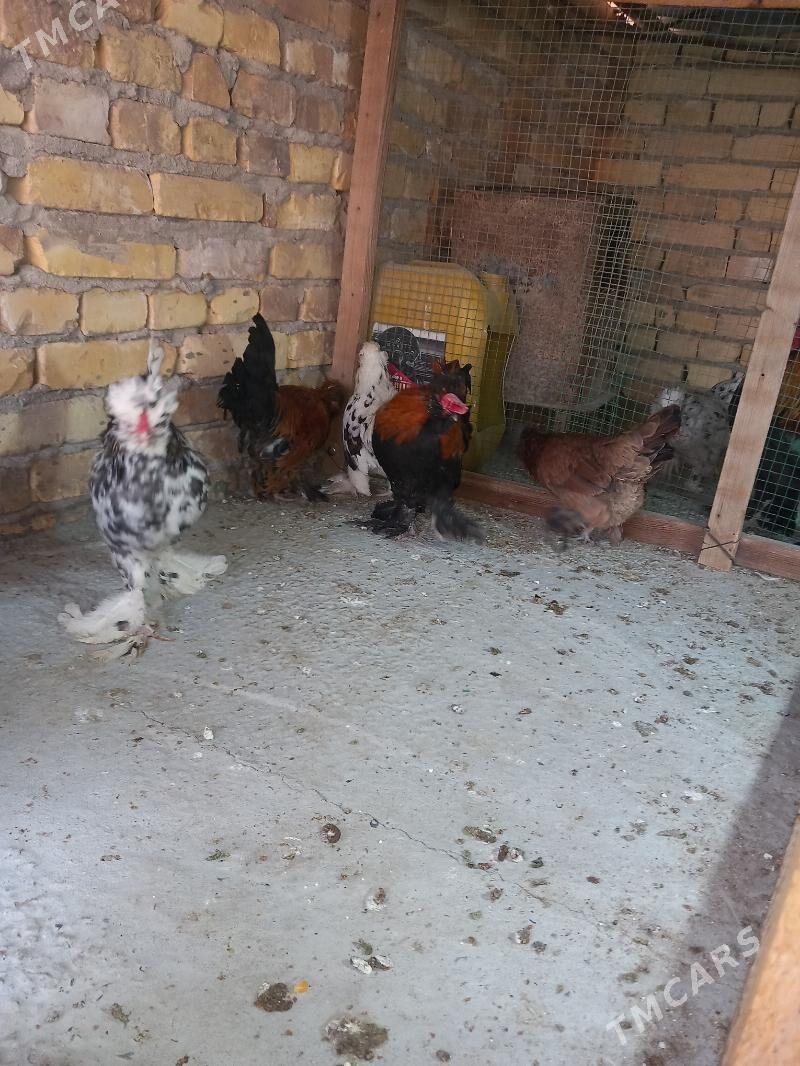 troyka karliklar - Saýat - img 1