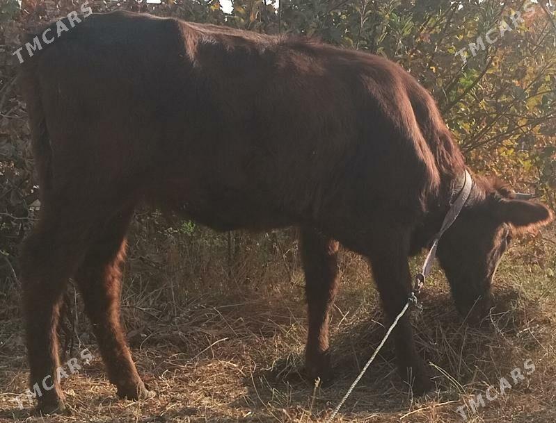 unajyn - Çärjew - img 3