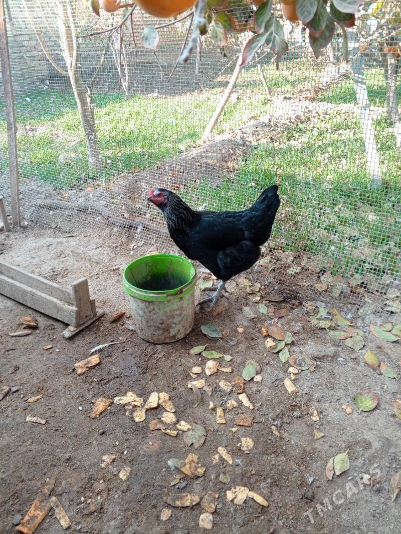 towuk - Туркменабат - img 1