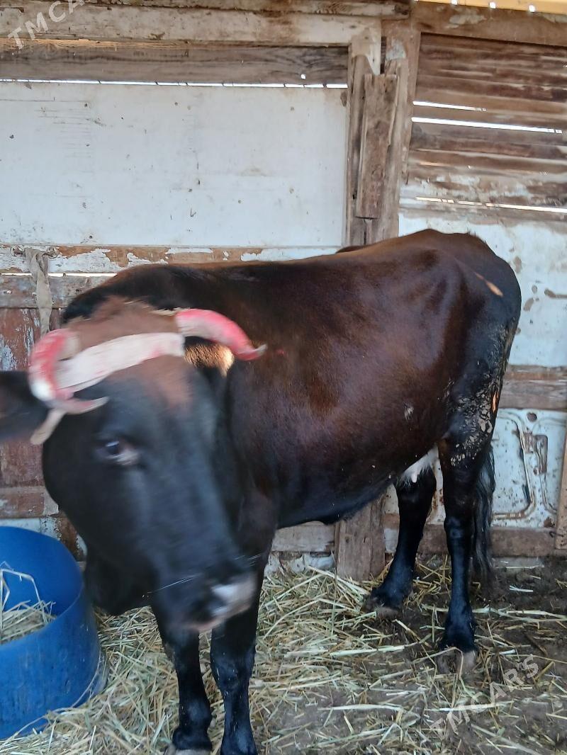 gysyr sygyr - Balkanabat - img 4