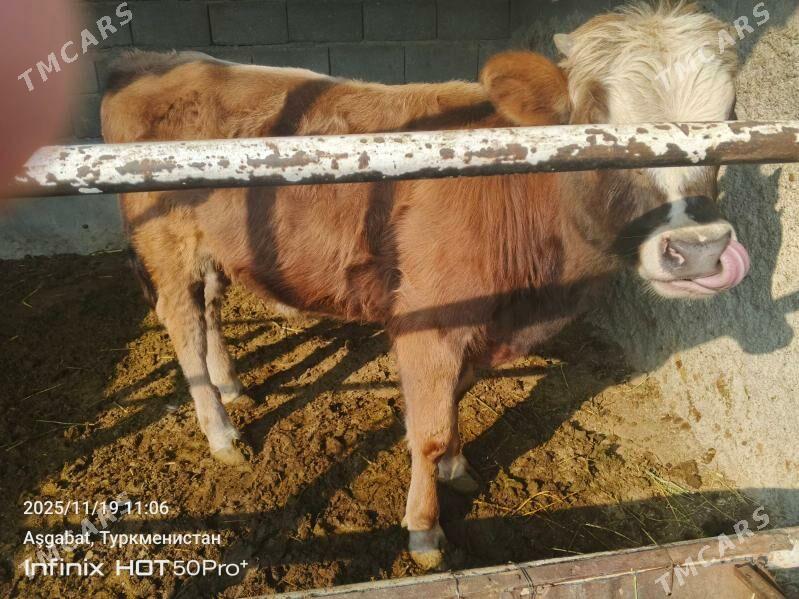 okuz - Гёкдепе - img 1