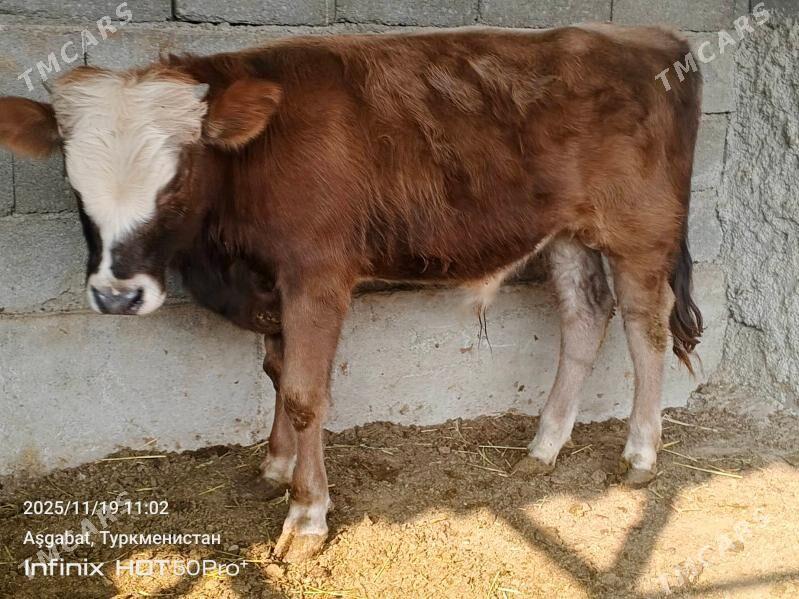 okuz - Гёкдепе - img 3