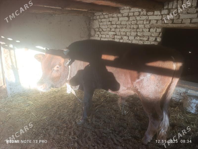 okuz - Векильбазар - img 7