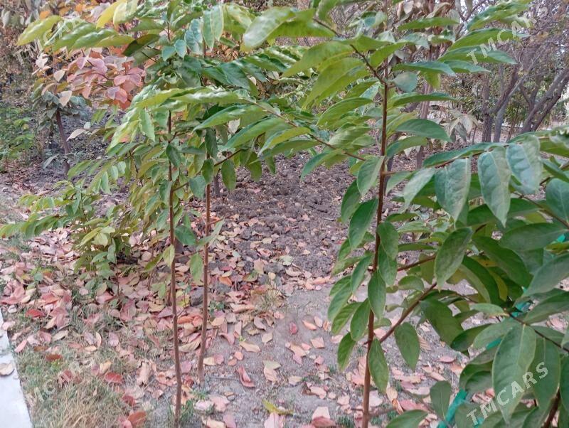 хурма шитил - Гёкдже - img 6