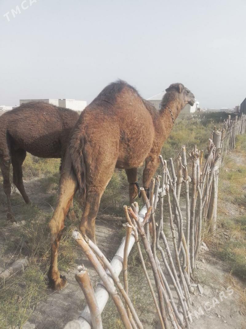 duye - Baýramaly - img 3