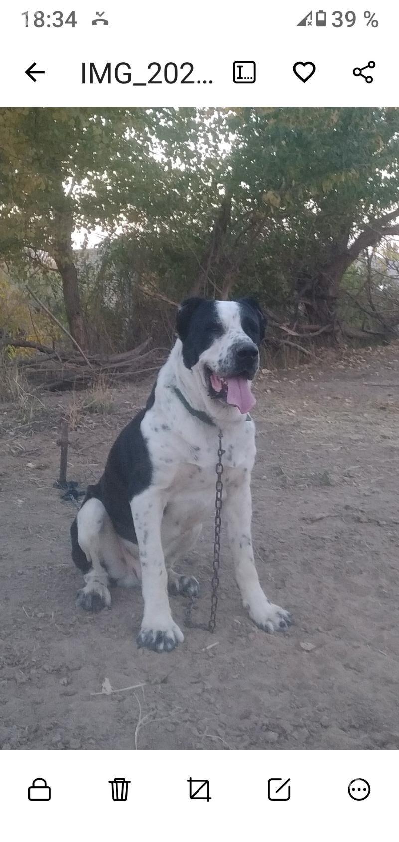 Karol - Babadaýhan - img 1