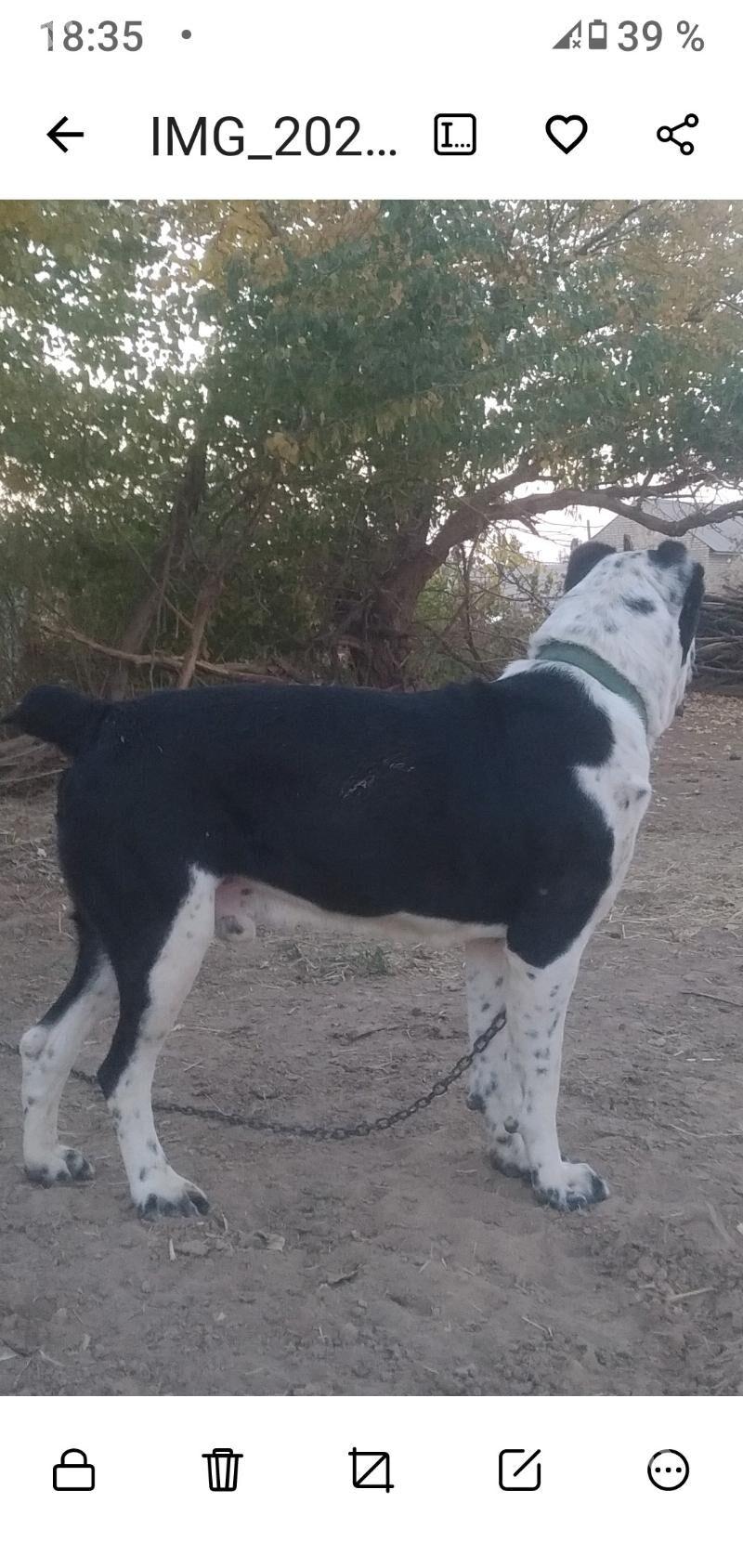 Karol - Babadaýhan - img 2