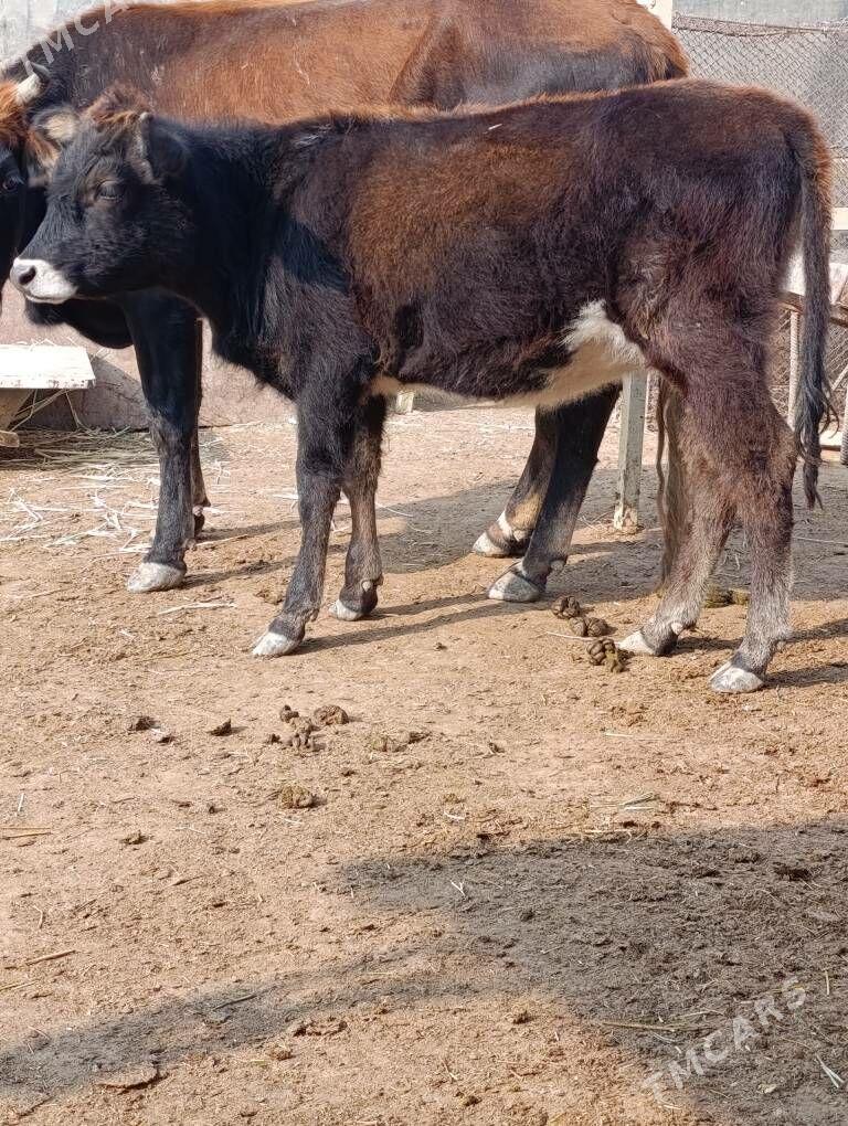 tohum goleli sygyr - Gökdepe - img 6