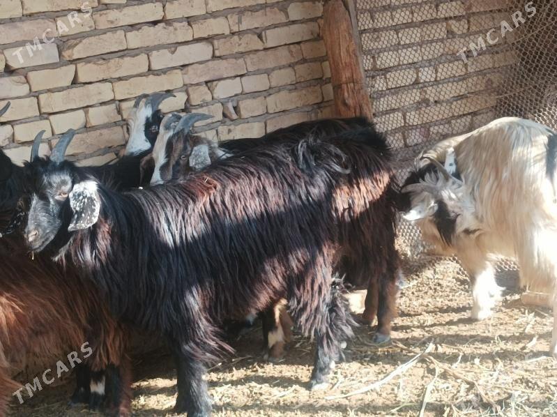 serke geci - Dänew - img 6