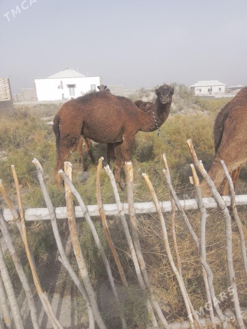 kosen - Байрамали - img 1