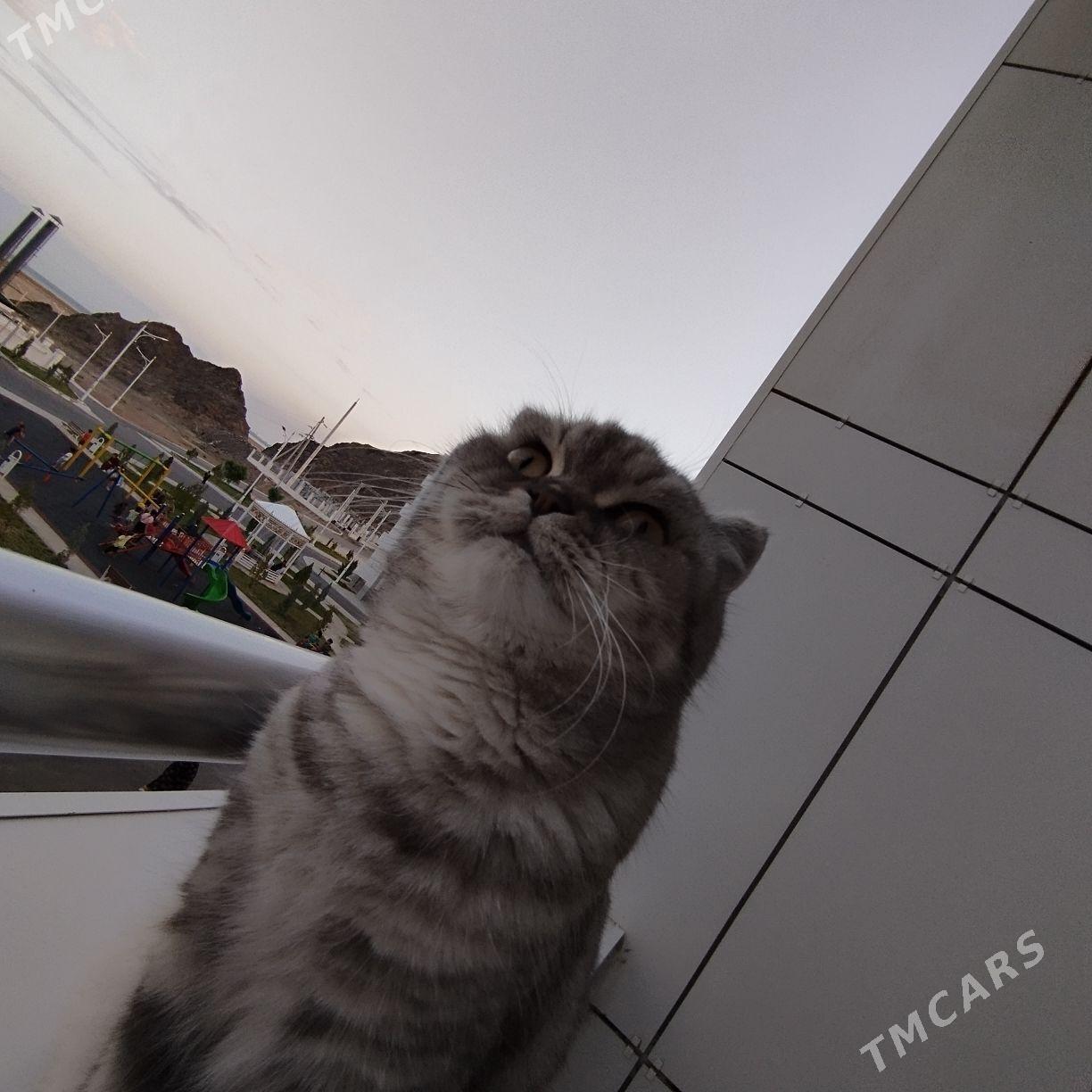 пишик - Türkmenbaşy - img 2