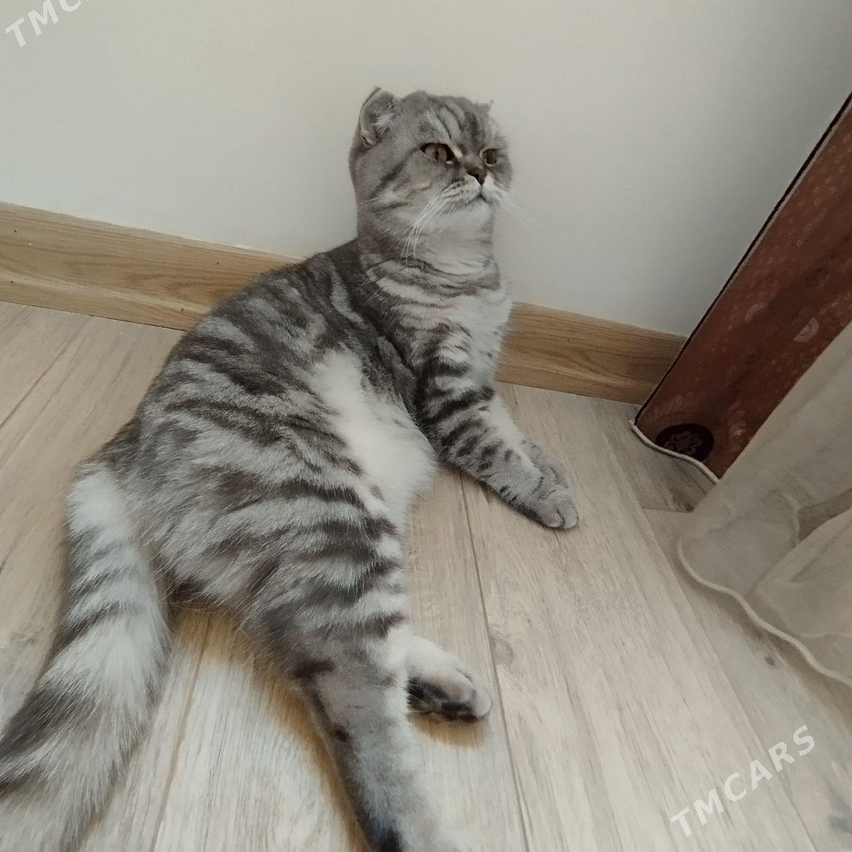 пишик - Türkmenbaşy - img 1