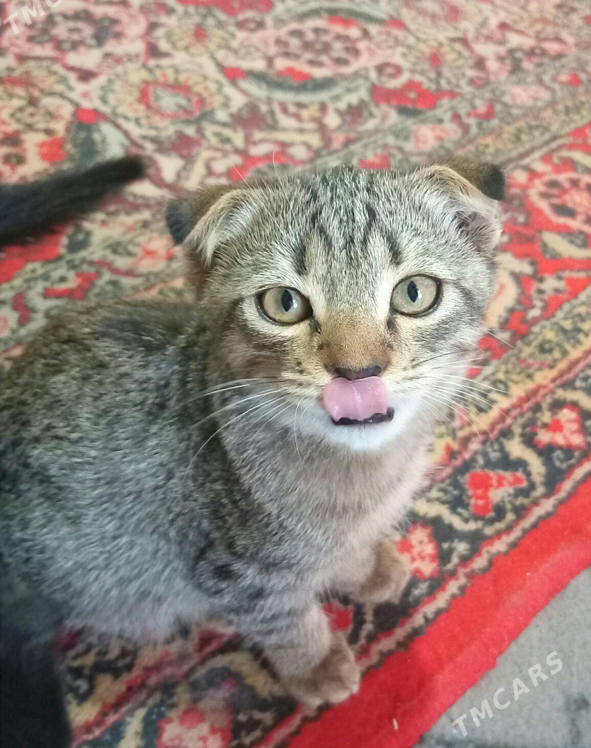 шатланские кошки - Мары - img 1