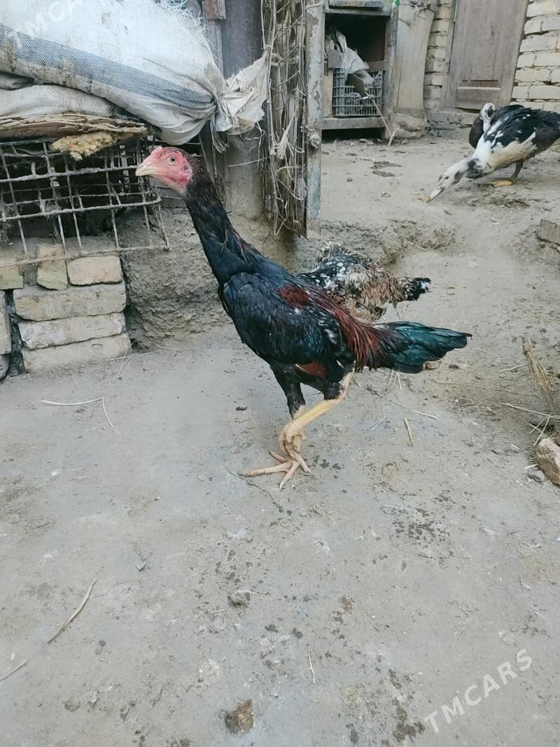 horaz juje maki - Туркменабат - img 1