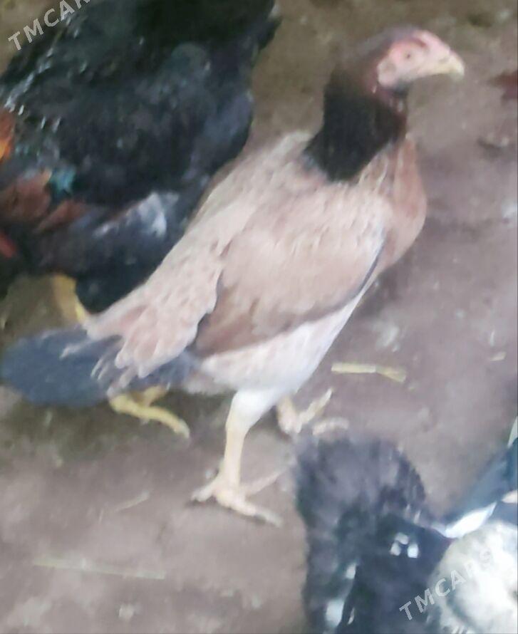 horaz juje maki - Туркменабат - img 9