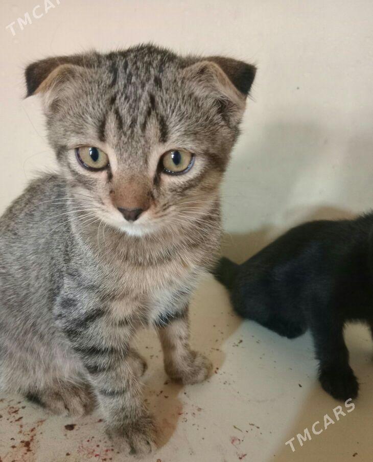 шатланские кошки - Мары - img 4