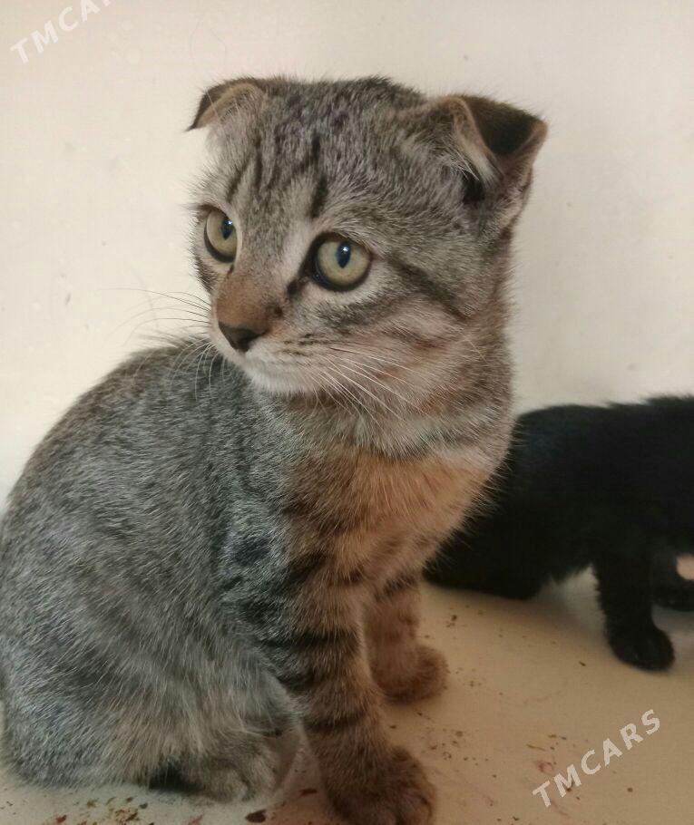 шатланские кошки - Мары - img 3