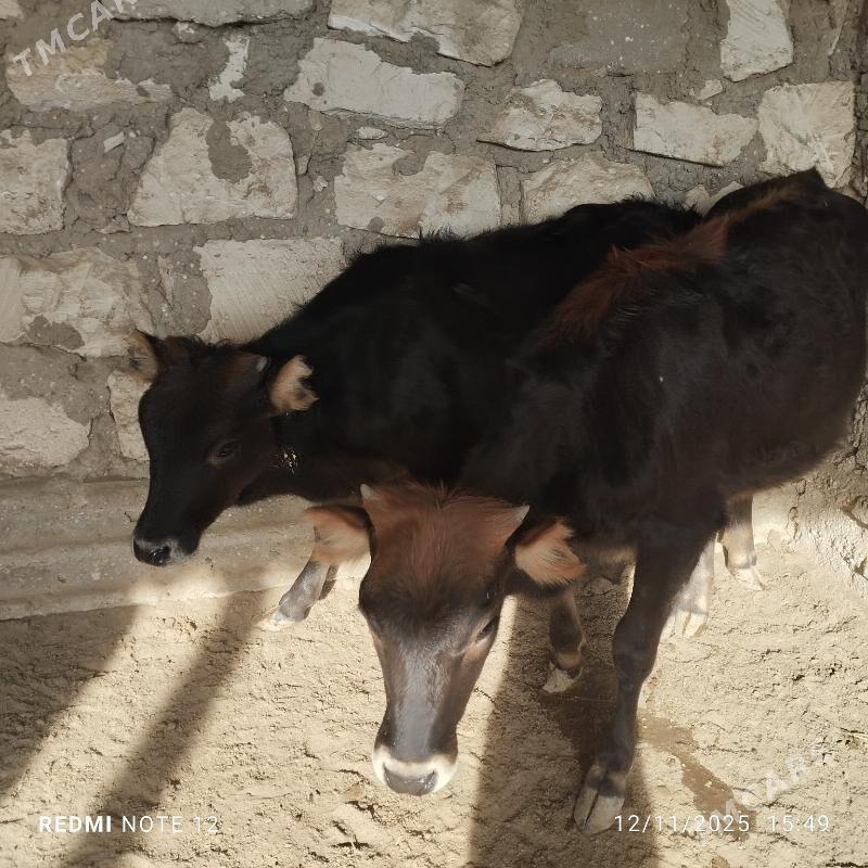 Sygyr ardanalar - Esenguly - img 3