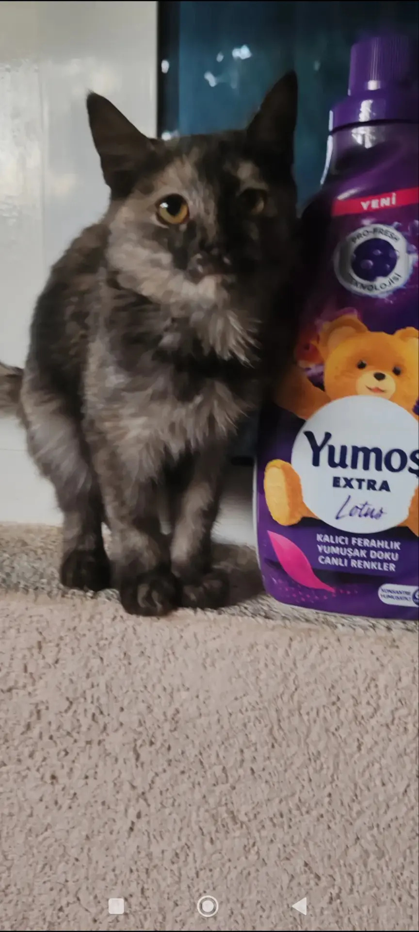 Котята - Мары - img 8