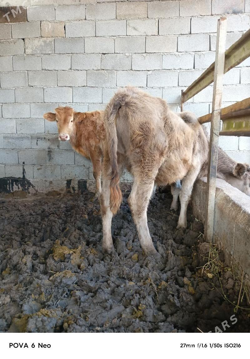 okiz - Херрикгала - img 1