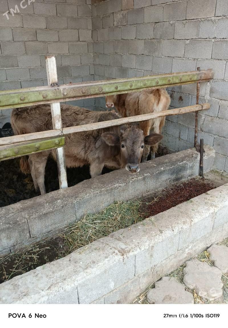 okiz - Херрикгала - img 2