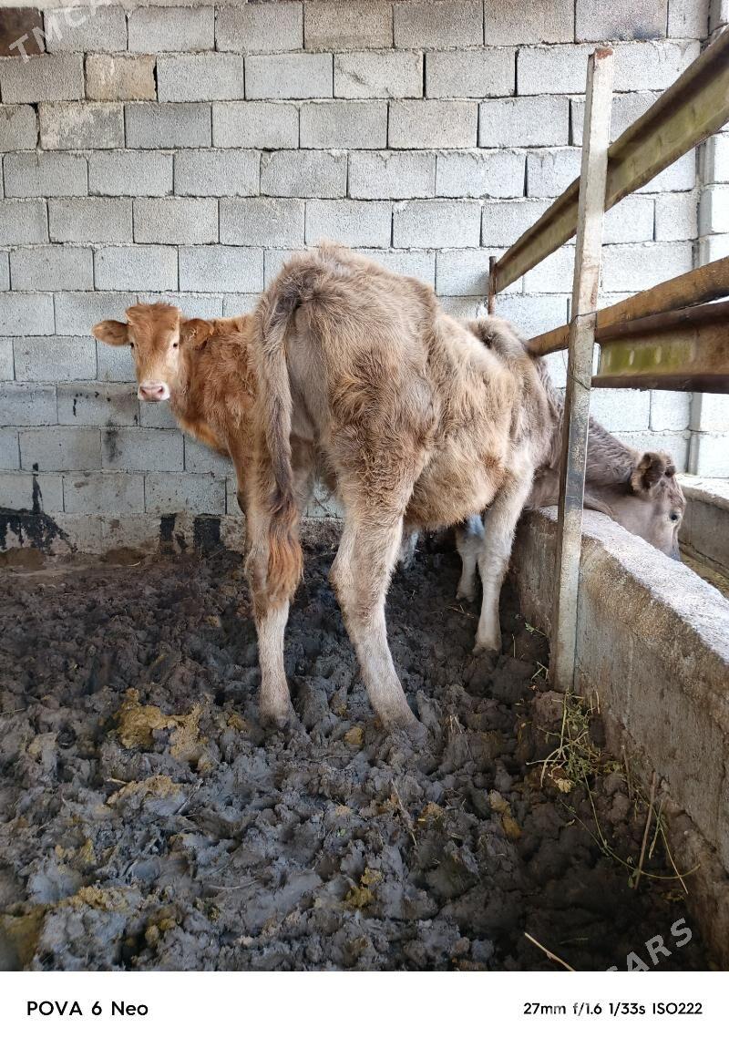 okiz - Херрикгала - img 3