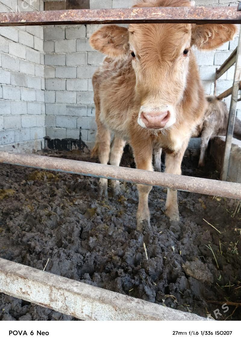 okiz - Херрикгала - img 4