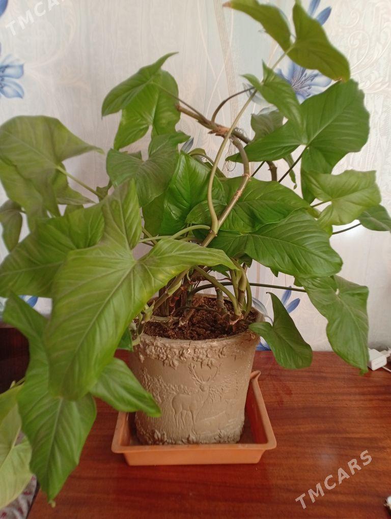 Сингониум большой - Мары - img 1