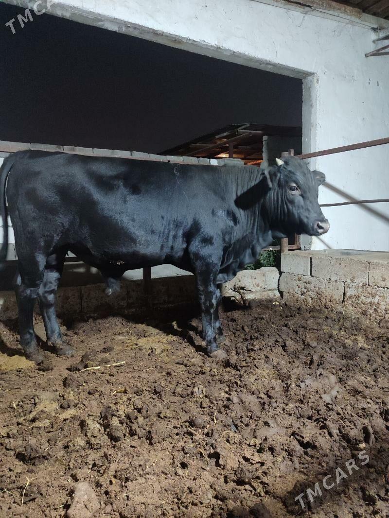 Göle - Büzmeýin - img 3