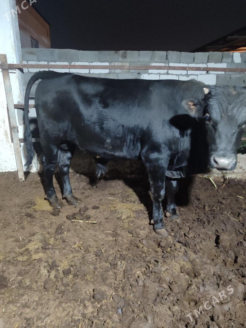 Göle - Büzmeýin - img 5