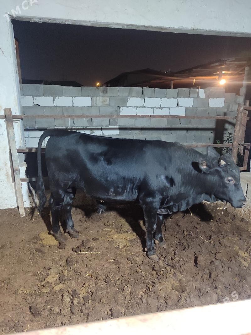 Göle - Büzmeýin - img 4