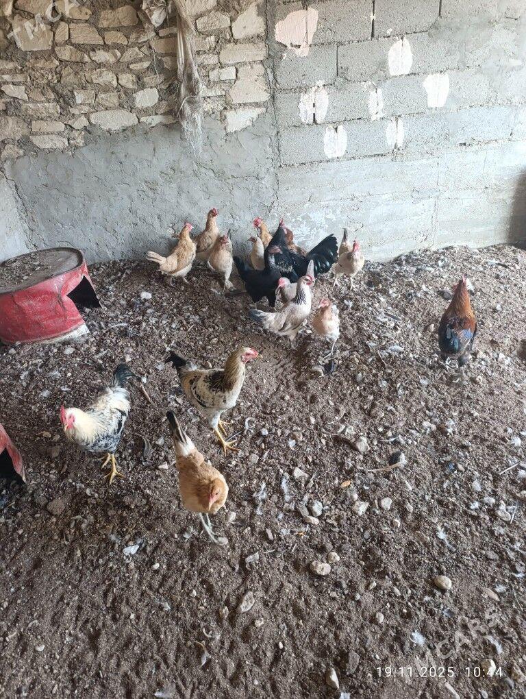 Towuk horoz - Balkanabat - img 4