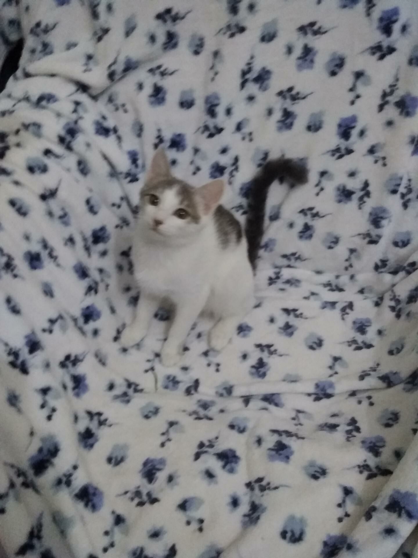 Котята - Мары - img 5