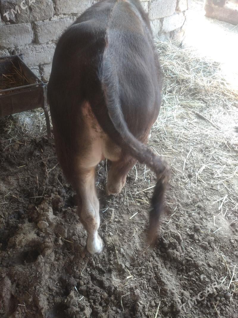 okuz - Gökdepe - img 1