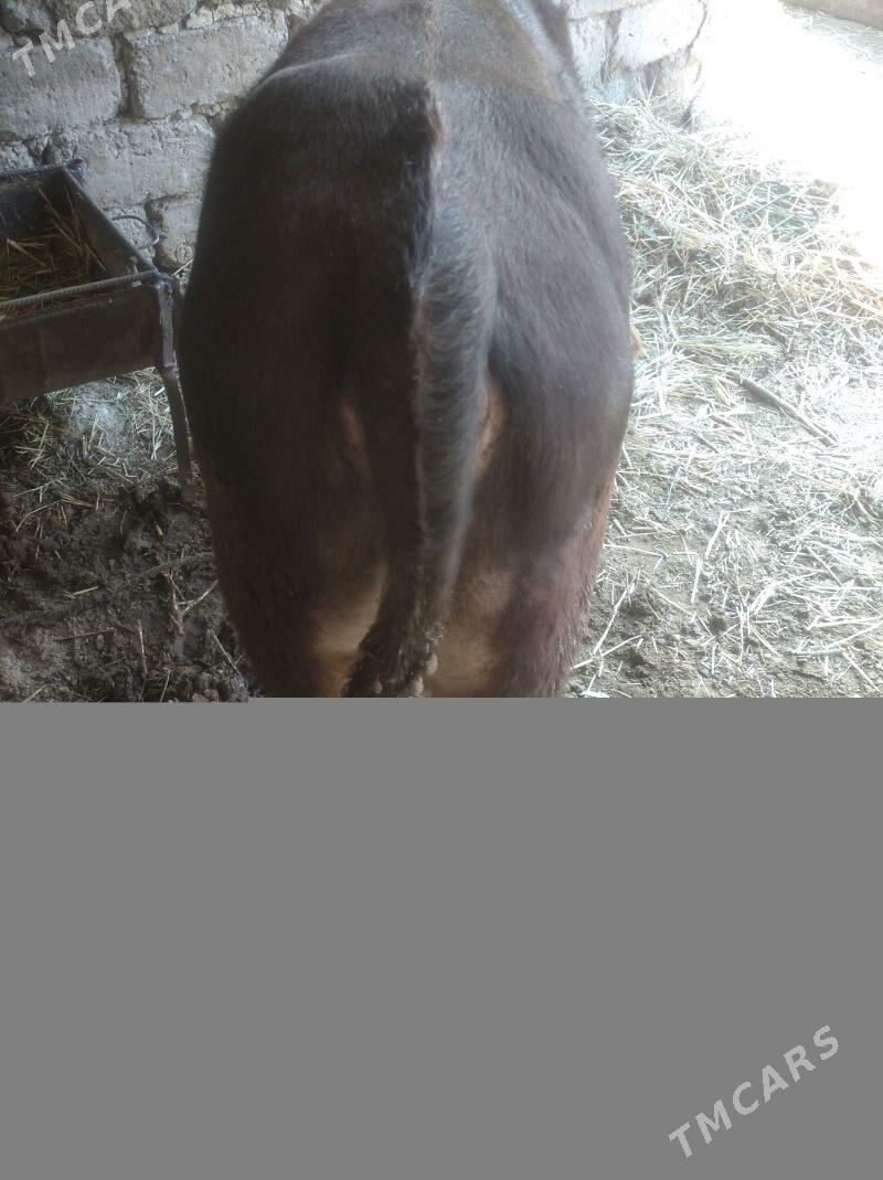 okuz - Gökdepe - img 2