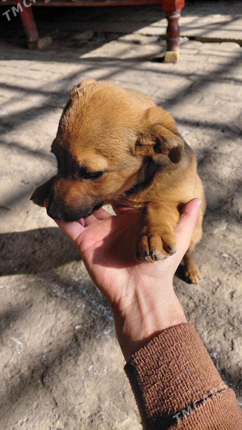 собака  ЗВОНОК - Туркменабат - img 1