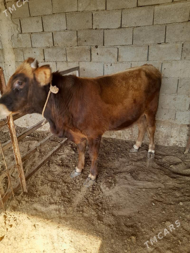 ökuz - Änew - img 4