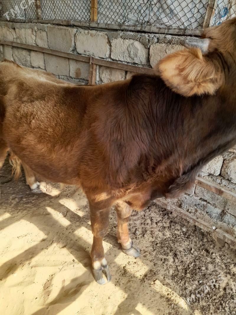 ökuz - Änew - img 6