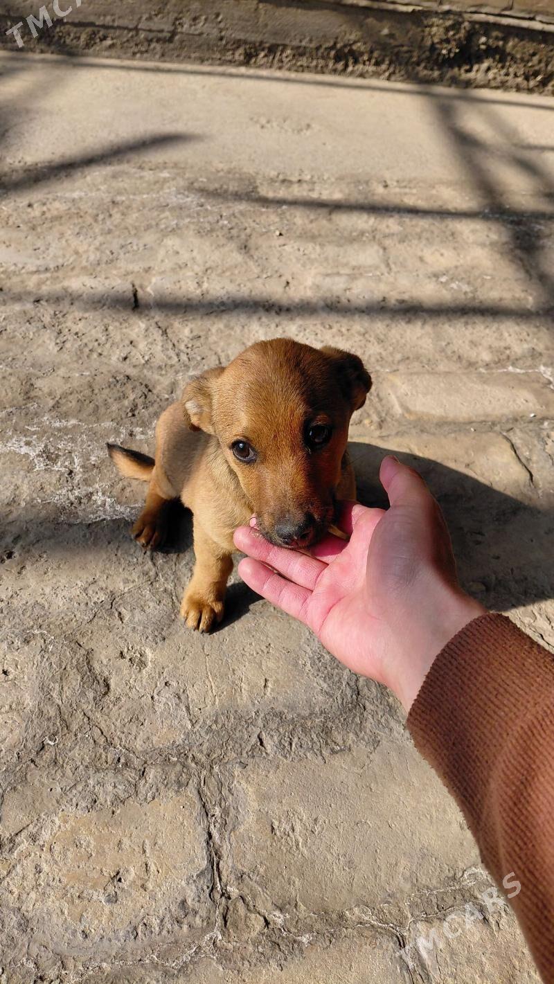 собака  ЗВОНОК - Туркменабат - img 3